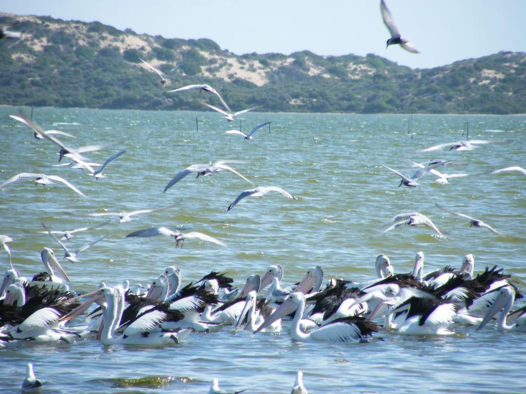 Вилла Coorong Waterfront Retreat Meningie Экстерьер фото