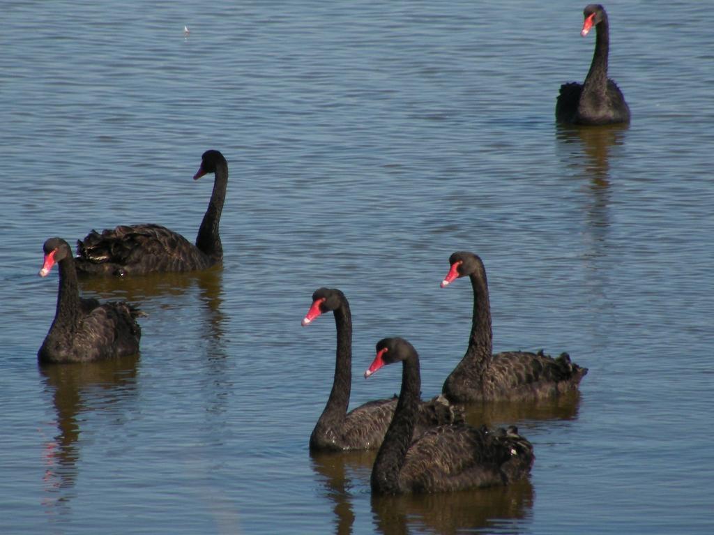 Вилла Coorong Waterfront Retreat Meningie Экстерьер фото