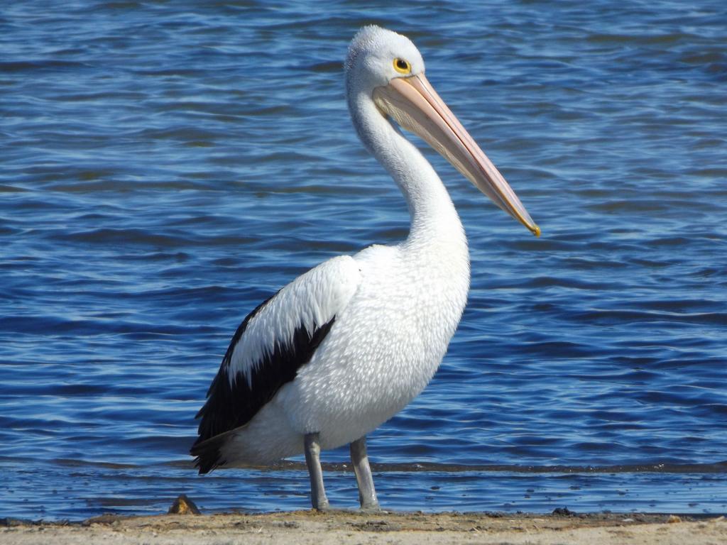 Вилла Coorong Waterfront Retreat Meningie Экстерьер фото